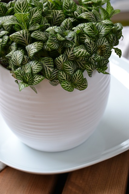 Fittonia are The Indoor Plant