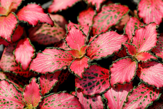 How to Grow Fittonia Plant