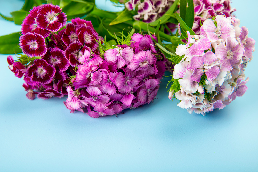 All About Carnation