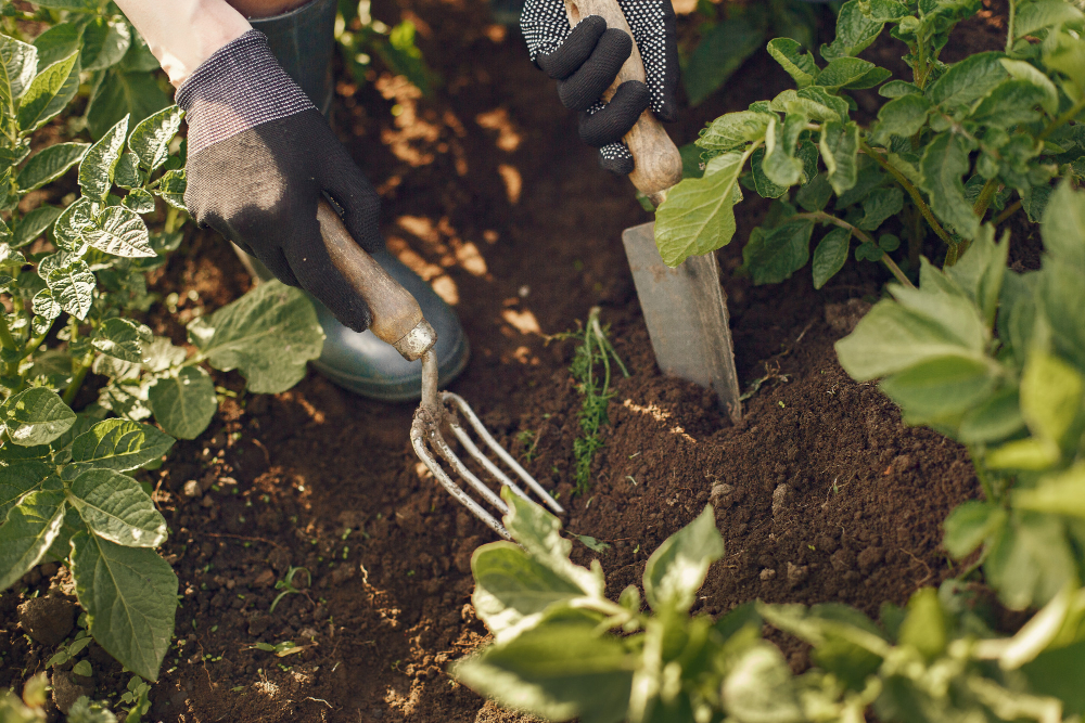 How to grow and care dahlias at home