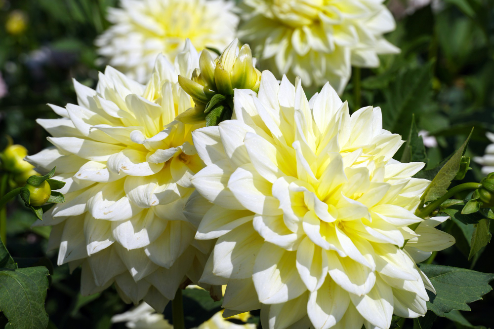 All About Dahlia