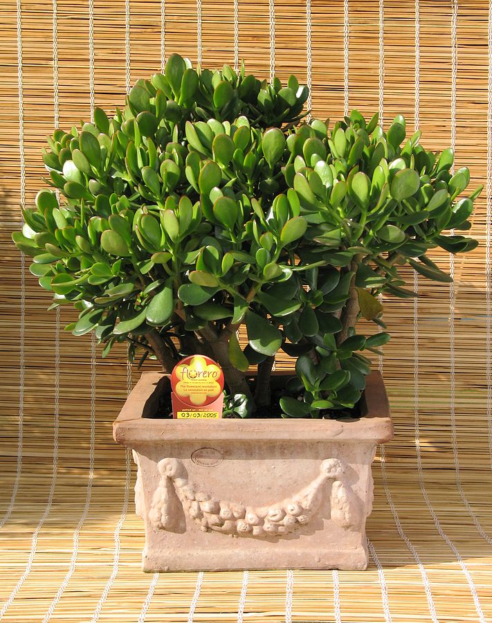 Best Feng Shui Plant