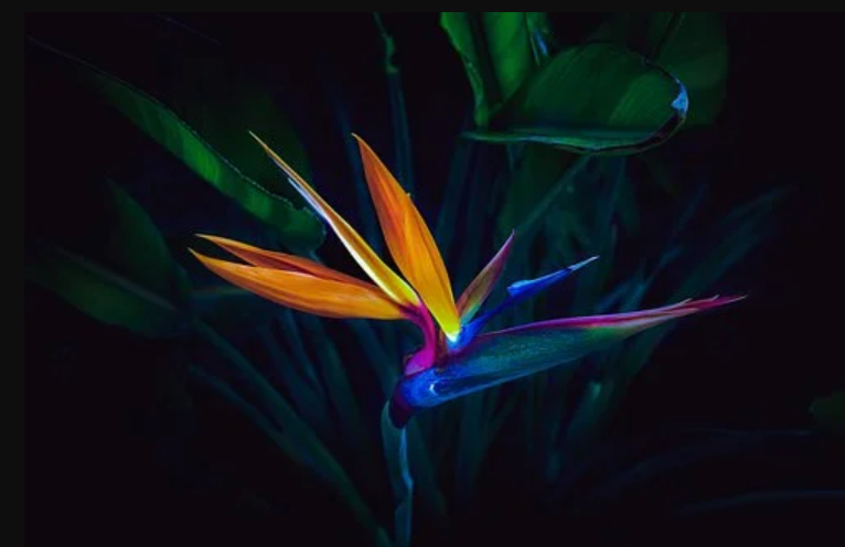 Birds of Paradise Symbolism