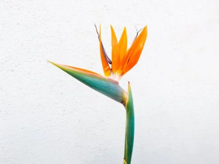 Birds of Paradise for Indoor Plant