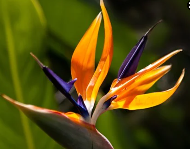 All Anout Birds of Paradise