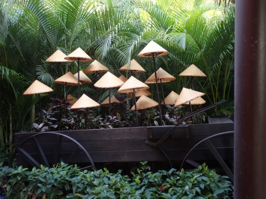 LuckyBamboo Plant