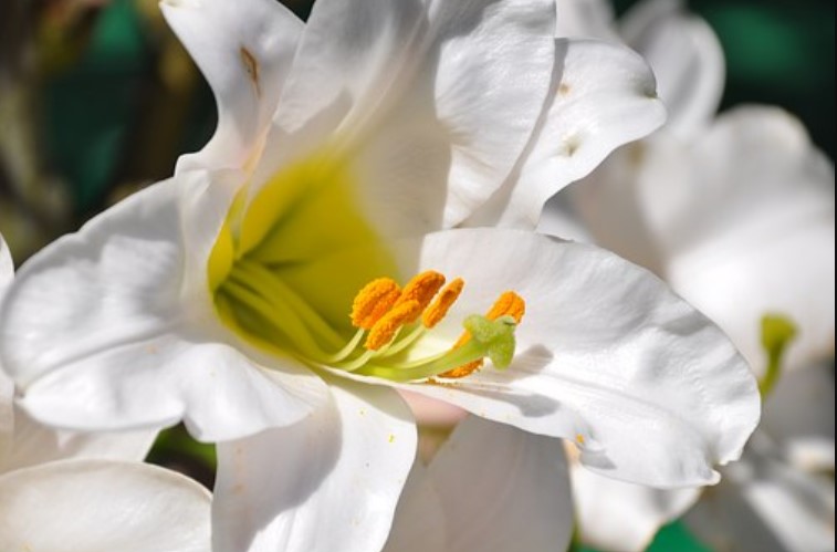 White Lilies