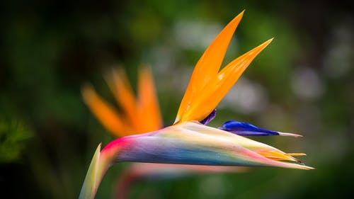 The Unique Birds of Paradise
