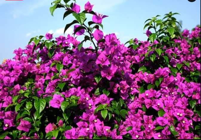 Tips Grow Bougainvillea