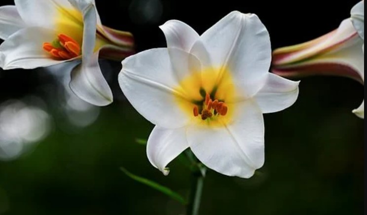 Type of Lilies