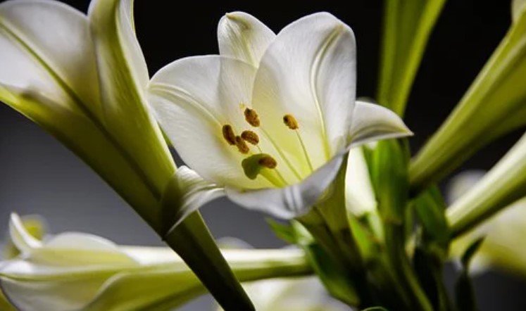 Variant of Lilies
