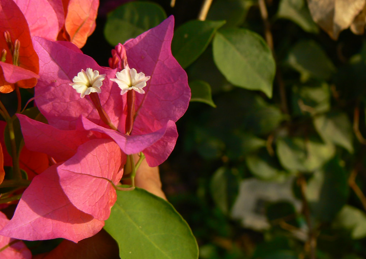 Growing Bougainvillea Tips