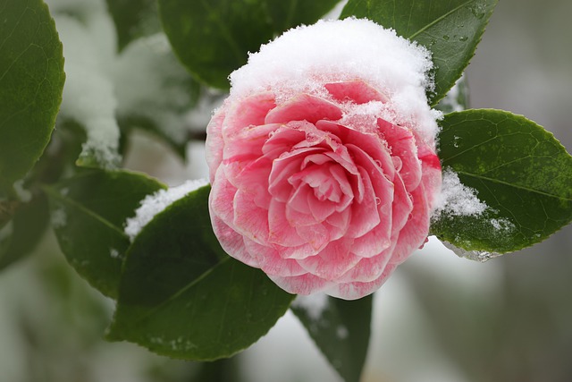 Camelia Winter Flwoer