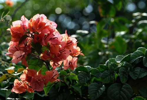 Bougainvillea Caring Tips