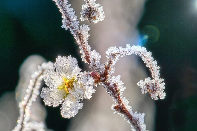 Flower That Grow on Winter
