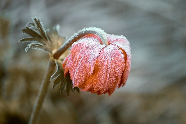 In Winter, Flower Usually Vanish