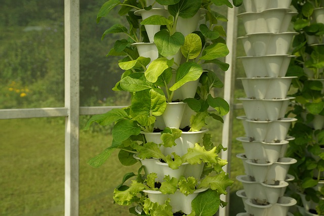 Benefit Doing Hydroponic