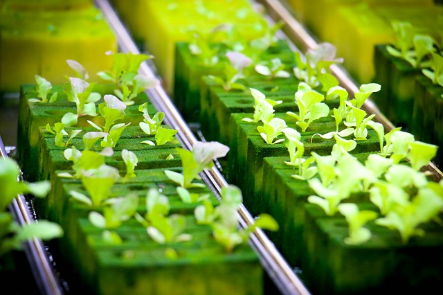 Hydroponic Singapore