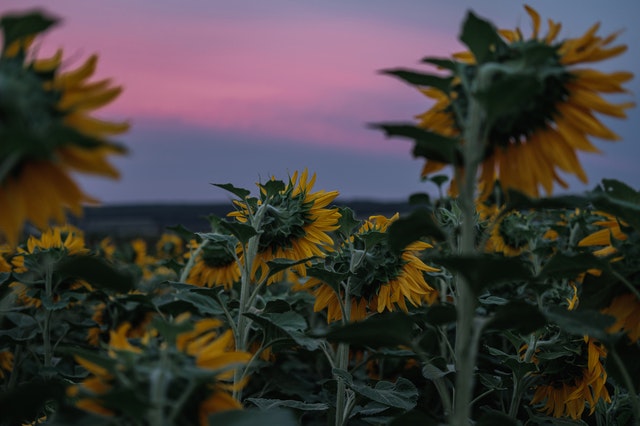 Sunflower Facts