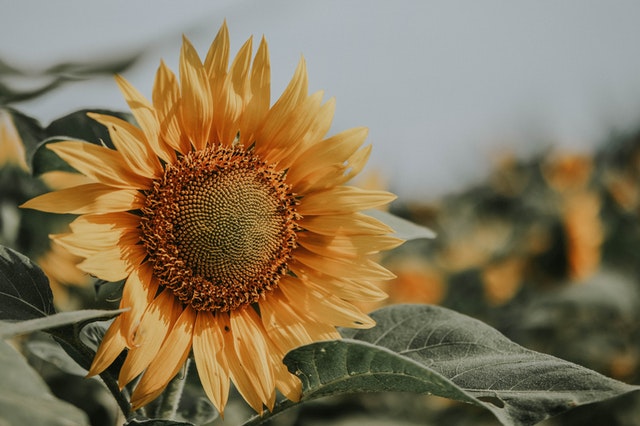 Sunflower Facts