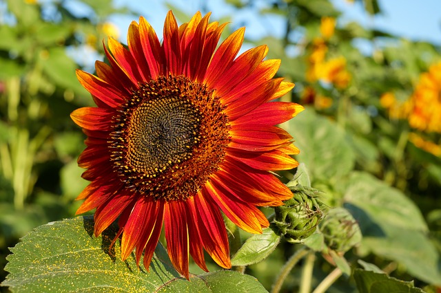Flower Botanical Facts