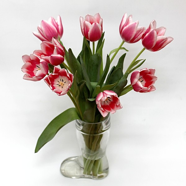 Tulip Flowers