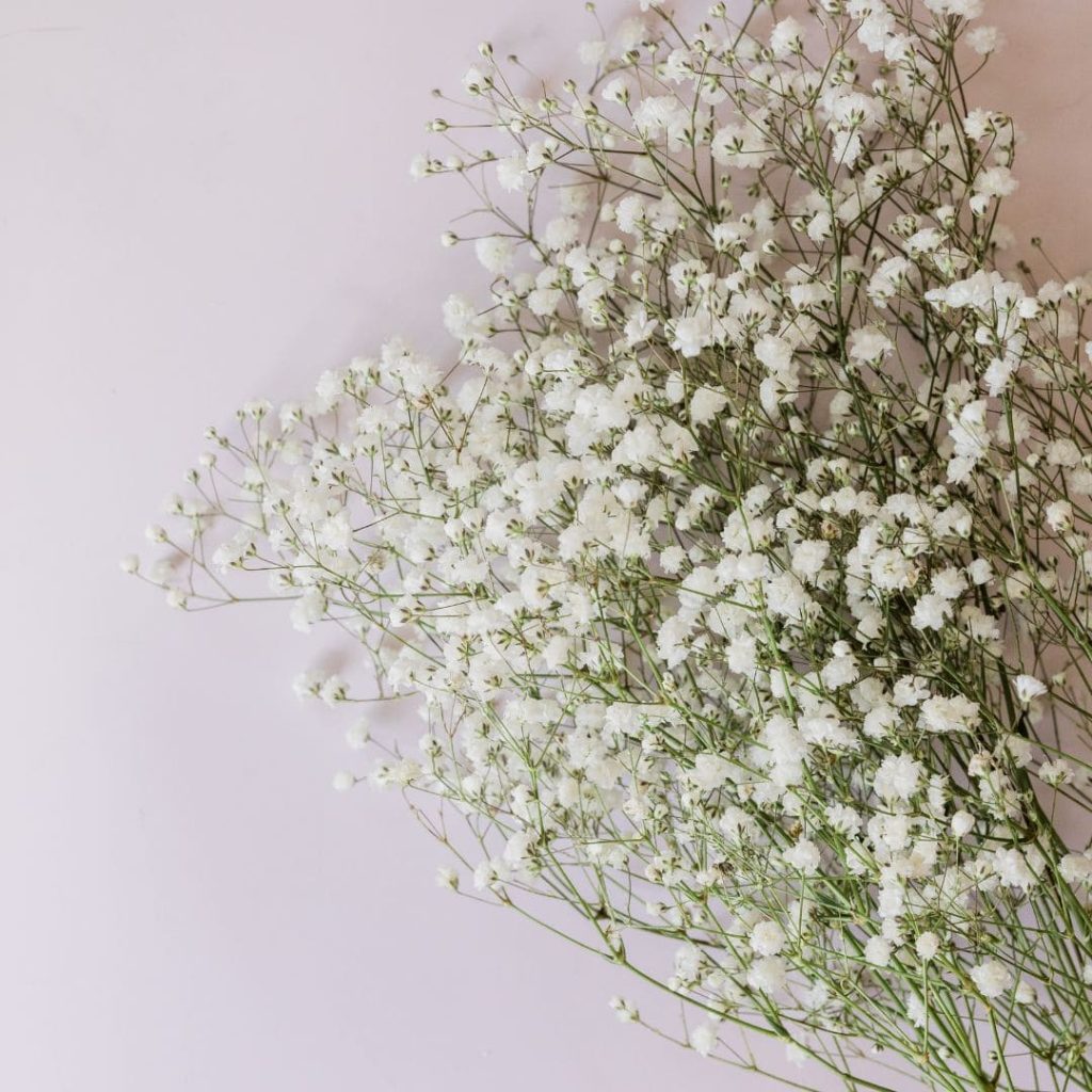 Baby’s Breath - Teacher's Day