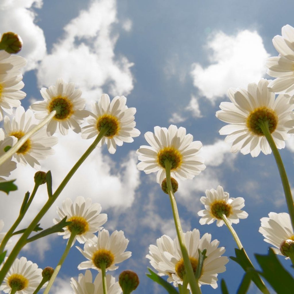 Daisies - Teacher's Day