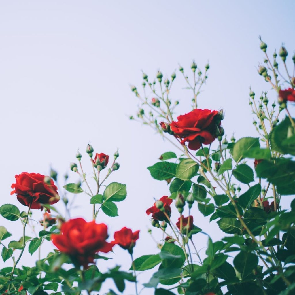Roses - Teacher's Day