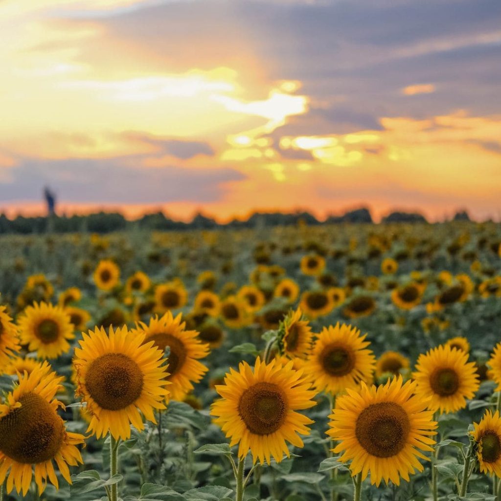 Sunflowers - Teacher's Day
