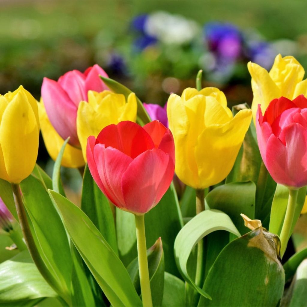 Tulips - Teacher's Day