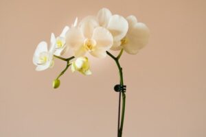 Orchid is one of the most Popular Valentine's Day Flower in Singapore