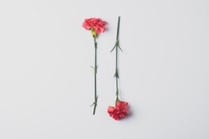 Caranation is one of the most Popular Valentine's Day Flower in Singapore