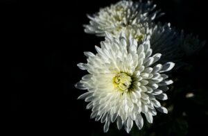 Chrysanthemum is one of the most Popular Valentine's Day Flower in Singapore