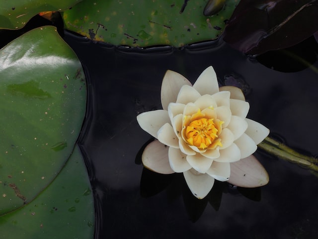 Water lily is one of the most popular flowers in Singapore