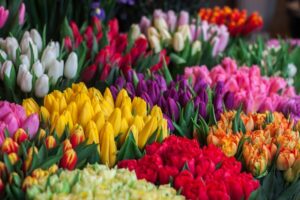 Tulip is one of the most Popular Valentine's Day Flower in Singapore
