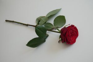 Rose is one of the most Popular Valentine's Day Flower in Singapore