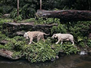 Visit the Singapore Zoo