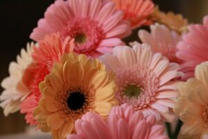 Gerbera daisy is one of the most Popular Valentine's Day Flower in Singapore