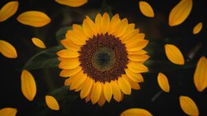 Sunflower is one of the most Popular Valentine's Day Flower in Singapore