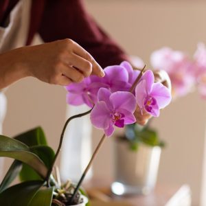 Orchids Guides: Definition, Facts, and Tips - care tips
