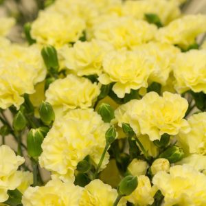 yellow carnations - meaning