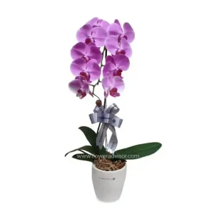 flower recommendations for mbti - orchid
