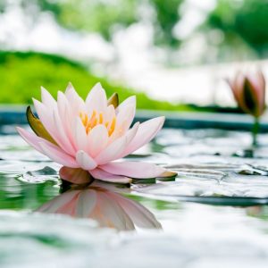 Deepavali 2024 Singapore - Best Flowers and Hampers - lotus flower