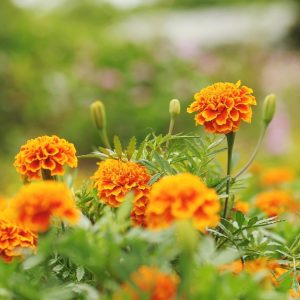 Deepavali 2024 Singapore - Best Flowers and Hampers - marigold