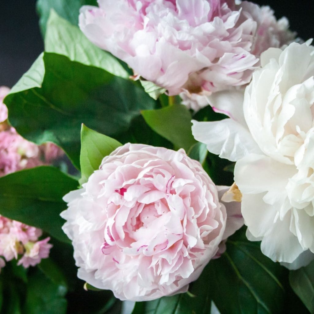 Fresh Flowers