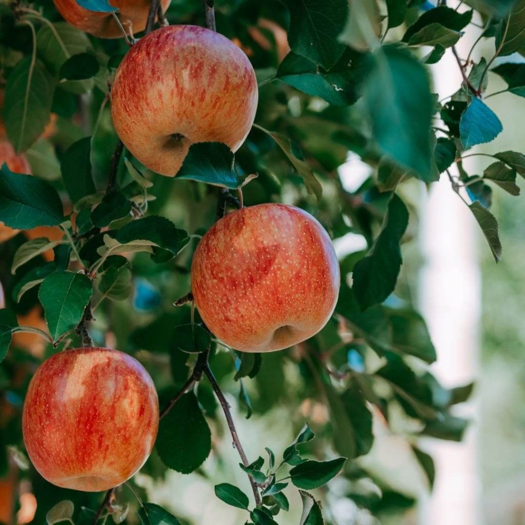 Fresh Fruit Basket - Apples