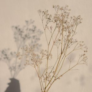 Baby's Breath, The Flower of Purity and Its Meaning - very small, very popular