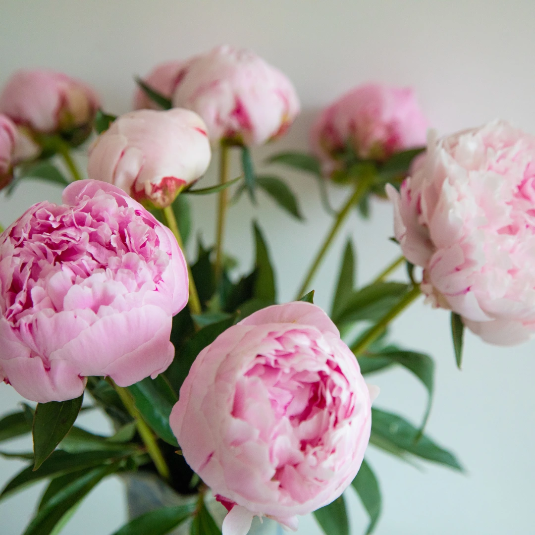 All About The Flower Peony, The Beautiful and Popular Flower