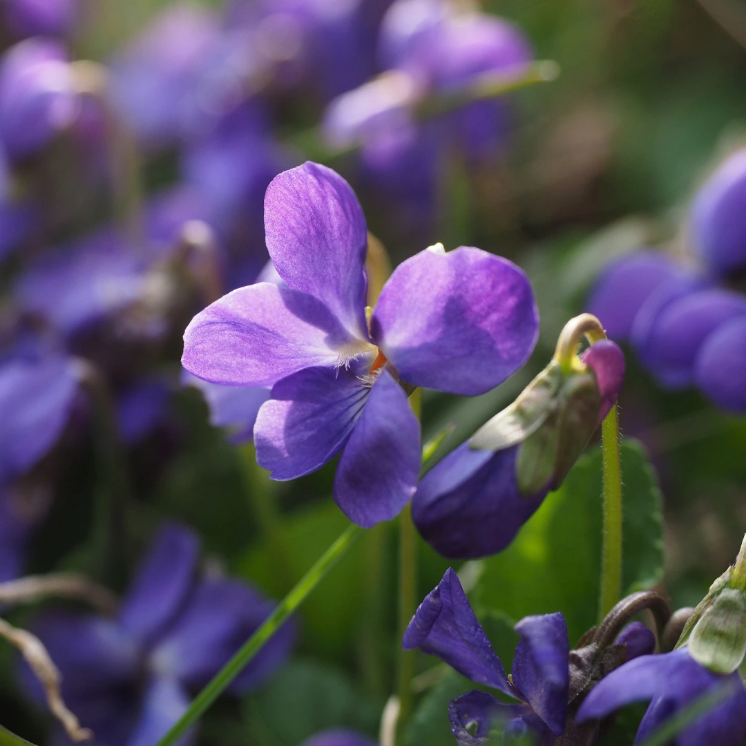 Why are Violets “Blue”? Here Are 7 Facts to Know About Violets Flower!